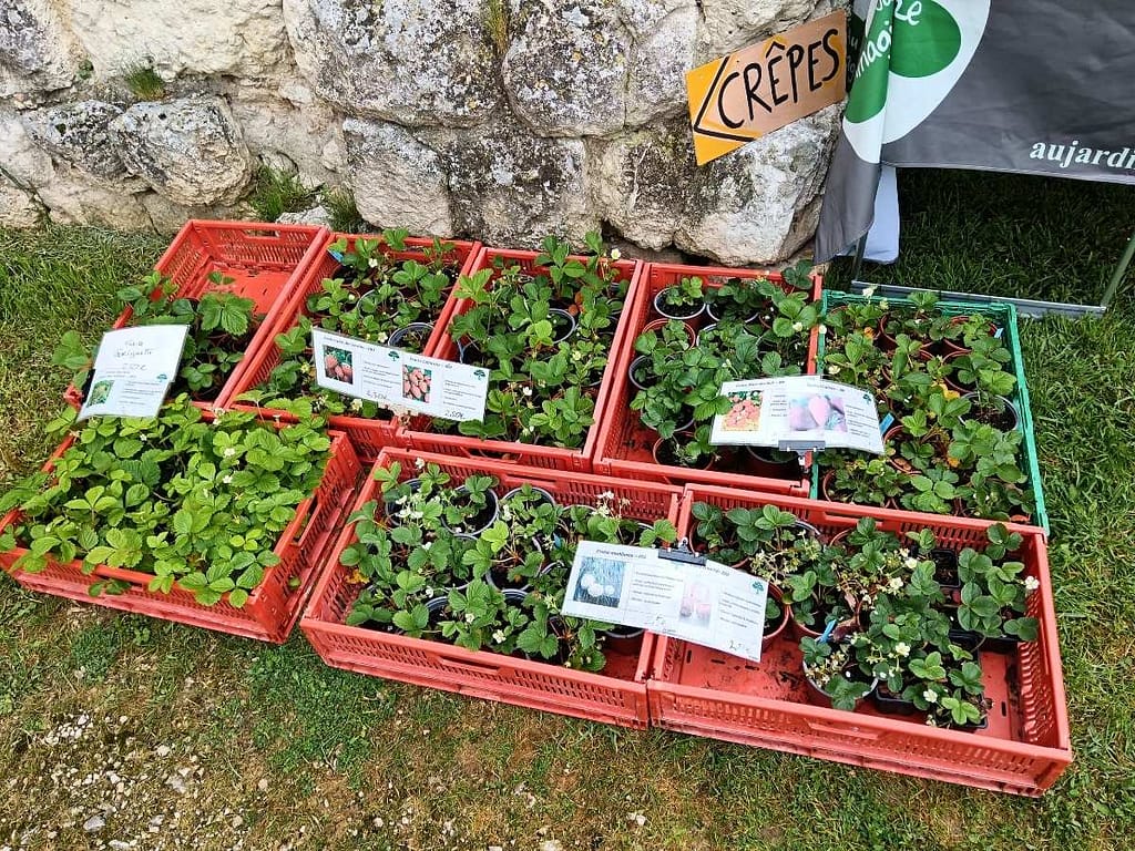 Plants de fraisiers à la fête des fleurs d’Eymet en 2025