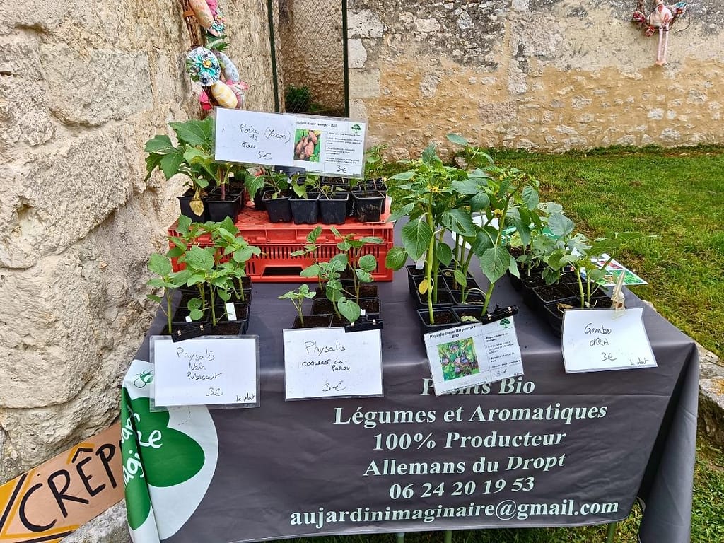 Plants de physalis et patate douce à la foire aux plantes d’Eymet en 2025