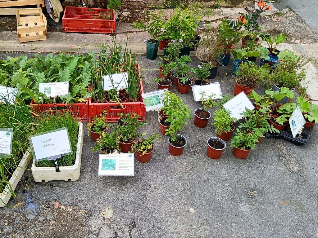 Plantes compagnes proposées lors de la foire aux plantes d’Issigeac en 2025