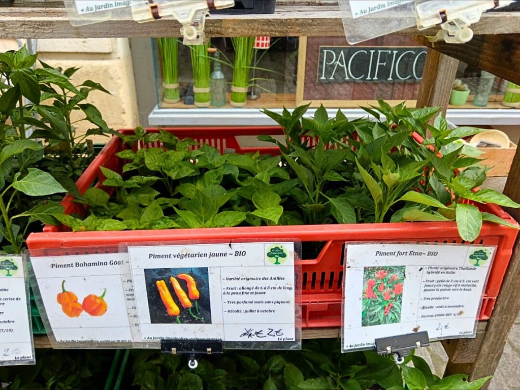 Plants de piments proposés sur le marché hebdomadaire d’Eymet