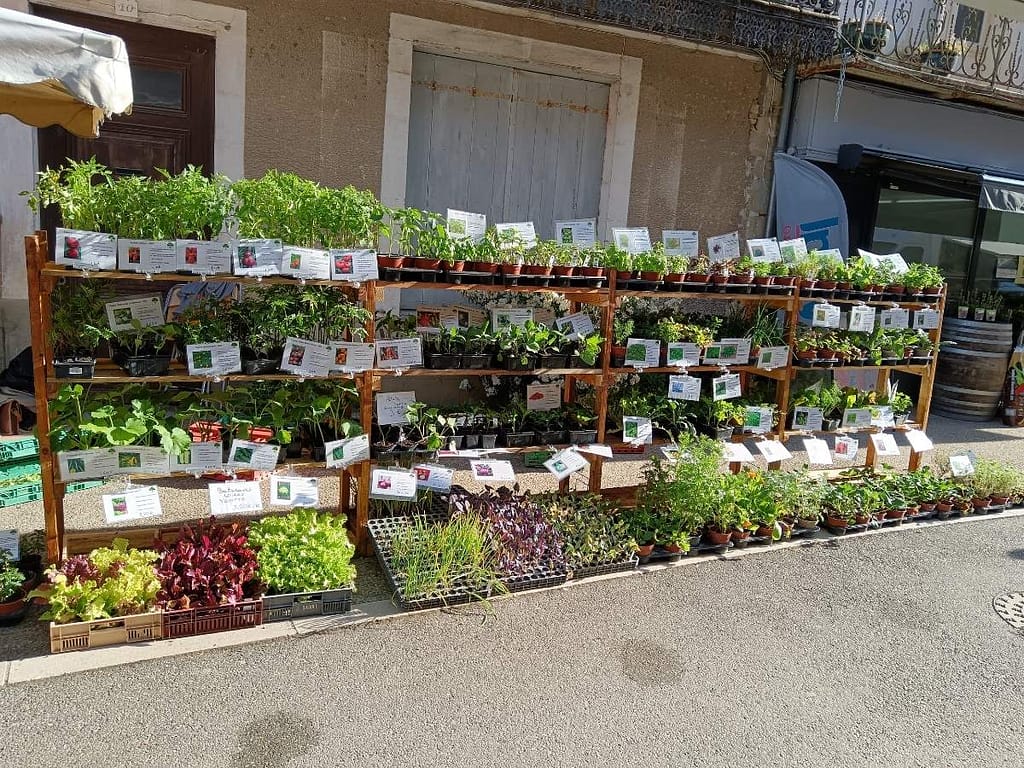 Large choix de plants potagers et aromatiques au marché de Lauzun
