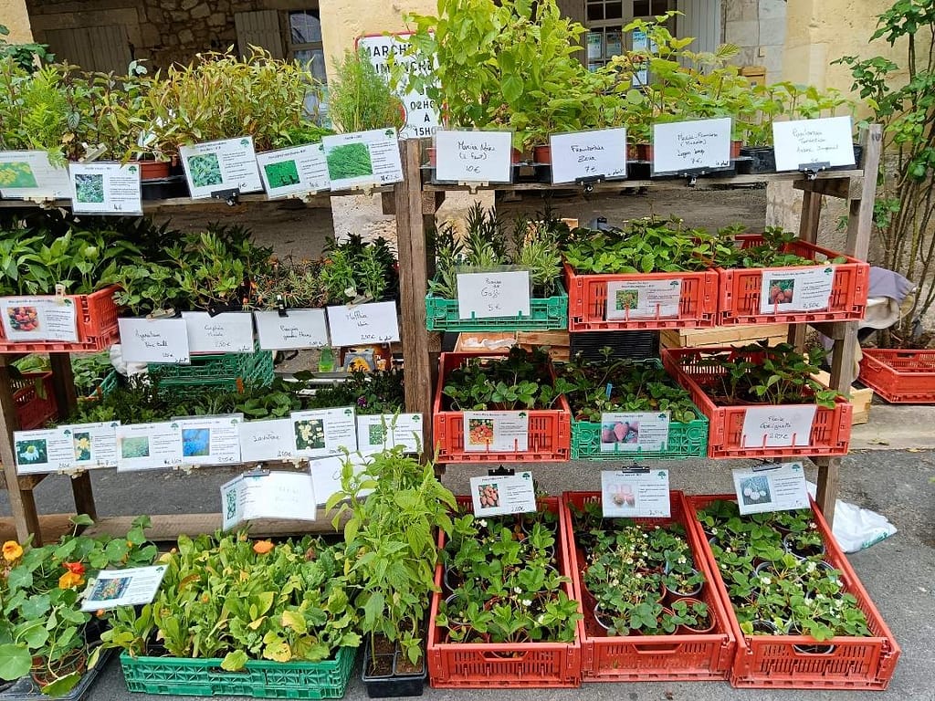 Stand de plants potagers et aromatiques à la foire d’Issigeac en 2025